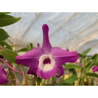 Dendrobium Nagase Mini-Purple