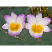 Dendrobium crepidatum