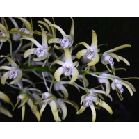 Dendrobium speciosum var. Curvicaule "Palmerstone"AM/AOS