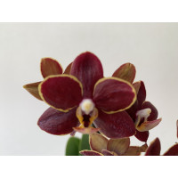 Doritaenopsis Esmee (2 Rispen)