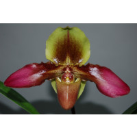 Paphiopedilum Hans Strahl