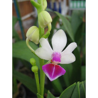 Doritaenopsis Anna-Larati Soekadi 'Rainbow'