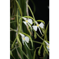 Epidendrum parkinsonianum