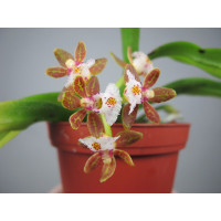 Gastrochilus acutifolius