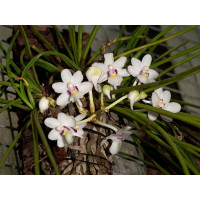 Holcoglossum rupestre