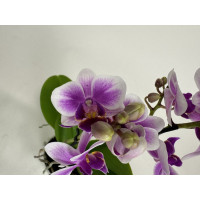 Phalaenopsis Sogo Kris (2 Rispen)