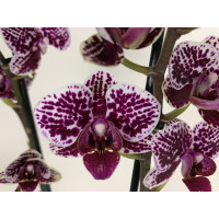 Phalaenopsis Sogo Mastermind (2 Rispen)