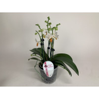 Phalaenopsis Minimark (4-5 Rispen)