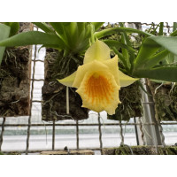 Plectrophora cultrifolia