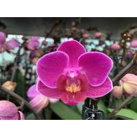 Phalaenopsis Merida (2 Rispen)