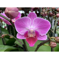 Phalaenopsis Vienna (2 Rispen)