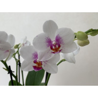 Phalaenopsis Bouquetto Passione (3-4 Rsipen)