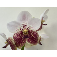 Vanda sanderiana (in Knospe / Blüte)