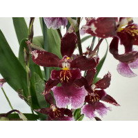 Burrageara Barrocco Red (3-4 Rispen)