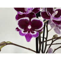 Phalaenopsis Cha Cha 'Big Lip' (2 Rispen)