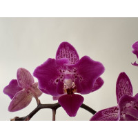 Phalaenopsis Hornglin Vicky variegata 'Peloric' (3-4 Rispen)