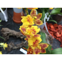 Howeara Chian Tzy Lovely 'Golden Bug'