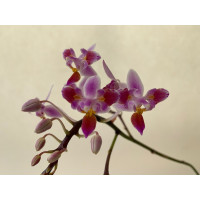 Phalaenopsis equestris 'Triple Lip'