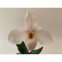 Paphiopedilum In-Charm Handel