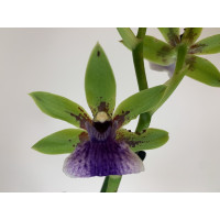 Zygopetalum Impasto Green (1 Rispe)