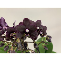 Doritaenopsis Black Beauty (2 Rispen)