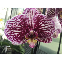 Phalaenopsis Anastasia (2 Rispen)