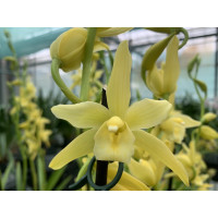 Cymbidium Banana 'Yellow' (2 Rispen)