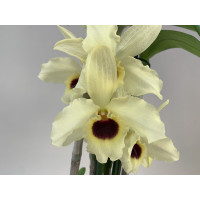 Dendrobium Sunny Bird (2 Rispen)