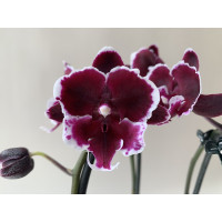 Phalaenopsis New Pearl 'Cascade' (1 Rispe)