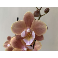 Phalanopsis Caramel Cream (2 Rispen)