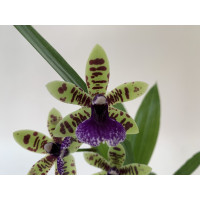 Zygopetalum Oxygen Oblivion