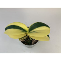 Doritaenopsis Sogo Vivien 'albo-marginata'