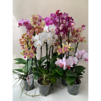 Phalaenopsis-Schnäppchen (10 Phalaenopsis mit 2 Rispen)