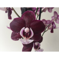 Phalaenopsis Black Widdow (2 Rispen)