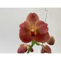 Vanda Blood Orange (in Knospe/Blüte)