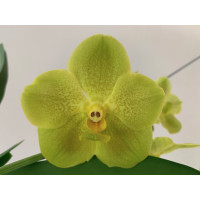 Vanda Yellow Lighthouse (in Blüte/Knospe)