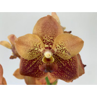 Vanda Two Tone Orange (in Knospe Blüte)