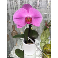 Phalaenopsis Big Singolo 'Higo' (1 Blüte, inkl. Übertopf)