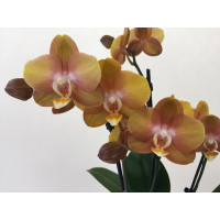 Phalaenopsis Las Vegas 'Bronze' (2 Rispen)