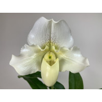 Paphiopedilum White Lady (in Blütenscheide)