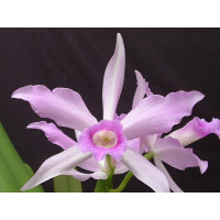Laelia purpurata var. russelliana 'Schmidt' x 'Holderbaum'