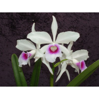 Laelia purpurata 'argolao'