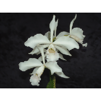 Laelia purpurata 'canhanduba'