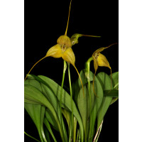 Masdevallia triangularis (blühstark, nicht in Knospe / Blüte)