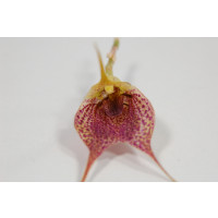 Masdevallia angulata