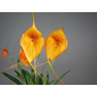 Masdevallia circe