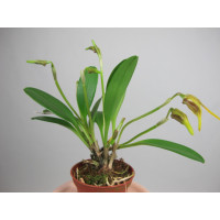 Masdevallia garciae