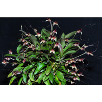 Masdevallia nidifica 'Red' 