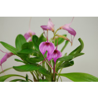 Masdevallia Selphi Orion (3+ Blüten)