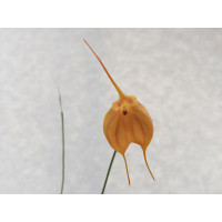 Masdevallia veitcheana x infracta